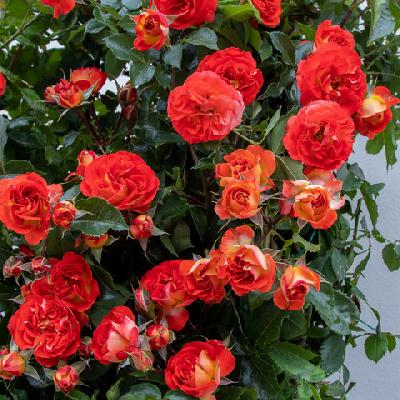 Мисс Танжерин