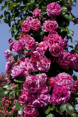 Штамб Инес Састр