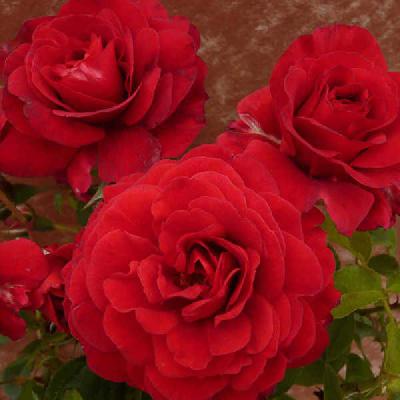 Леди Райдер оф Варшав