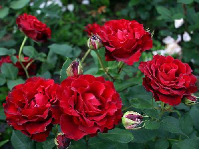 ����� ���� � �������