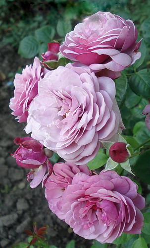 Дьюранс Ансьан Роза