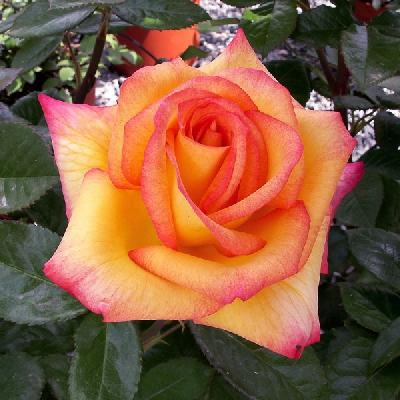 Шейлас Парфюм