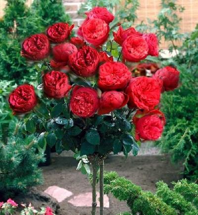 Штамб Пиано