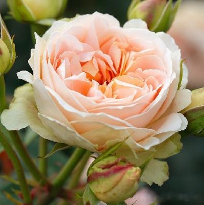 Матиас Клаудиус