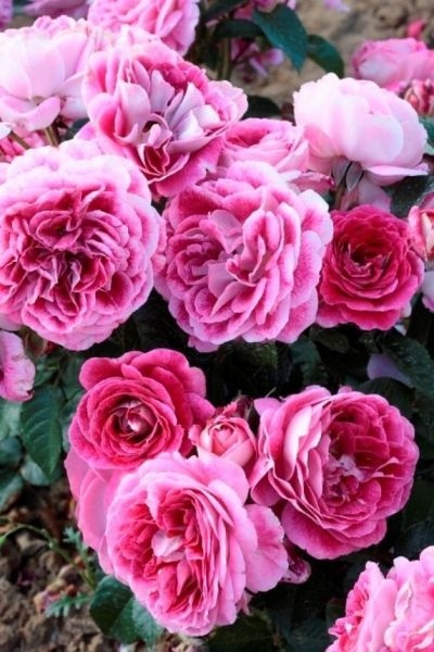 Аббасьаль дэ Понтиньи