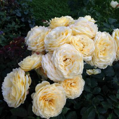 Касто Гомбер