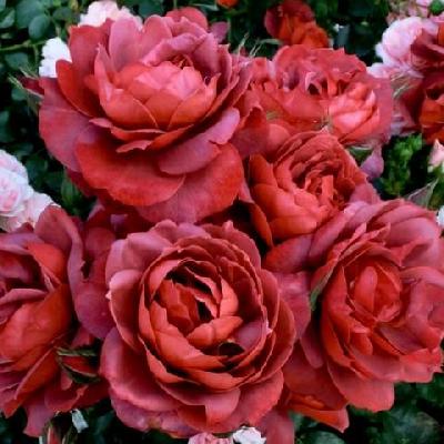 ���� ����