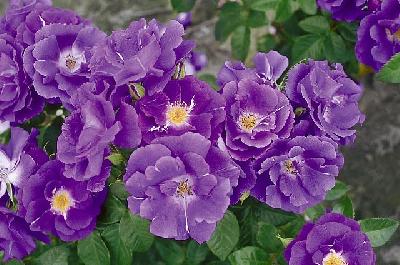 Рапсодия ин Блю