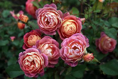 Приёр дэ Сэн Косм