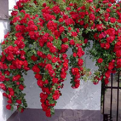 Фламментанц