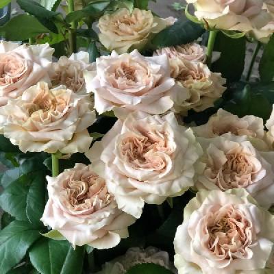 ����������� ����