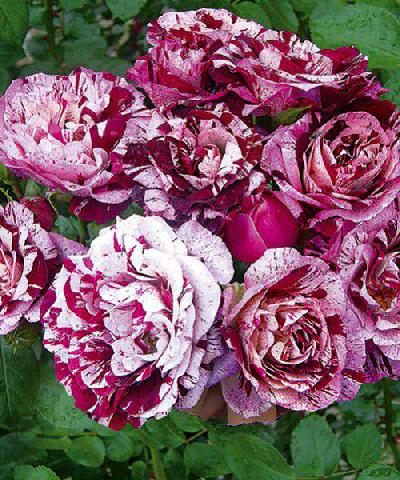 Нью Имэджин