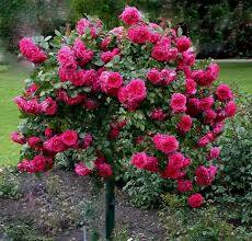 Штамб Сангрия