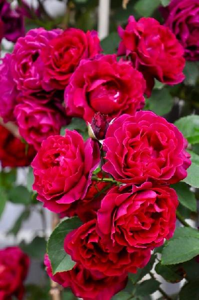 ОДИССЕЯ(японской селекции)