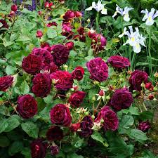 Штамб Вилльям Шекспир 2000