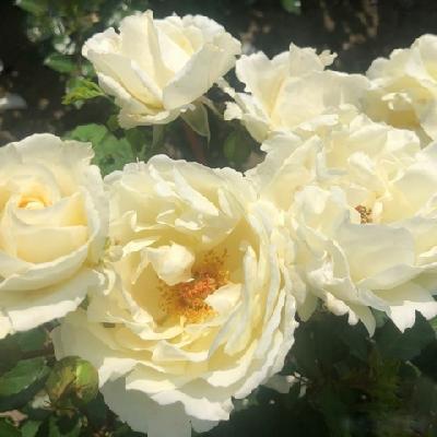 Ментор-Розе