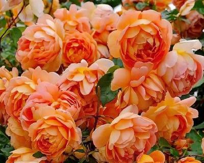 Штамб Пэт Остин