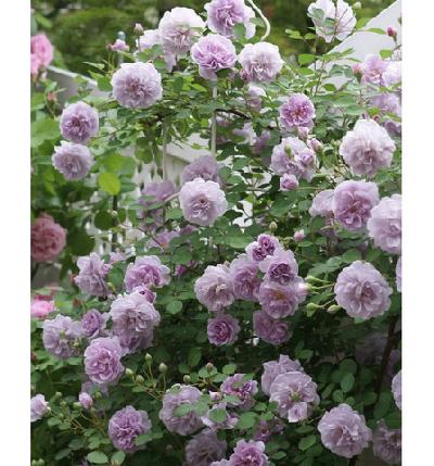 ����� ���