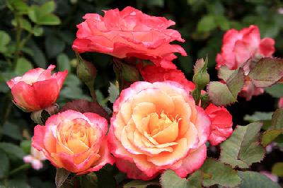 ������� �� ���