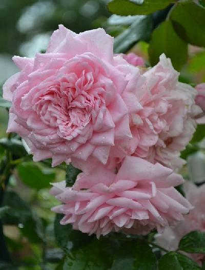 ���� ������