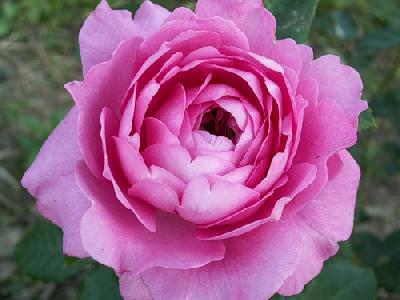 ������� �����