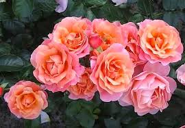 Штамб Мари Кюри