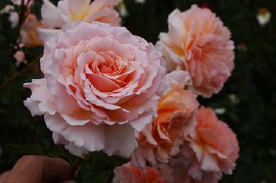 Грэйт Экспектейшнс