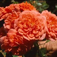 Штамб Леди Пенелопа