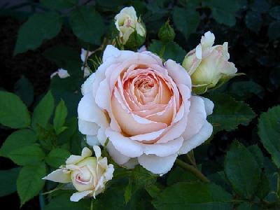 Шарль дэ Нэрво