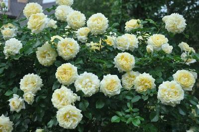 Надя Мейяндекор