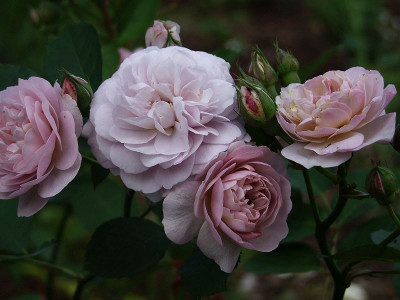 Флоранс Делатр