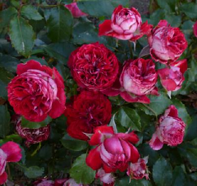 ���������� �������