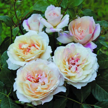 Миколь Фонтана