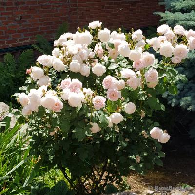 Штамб Дездемона