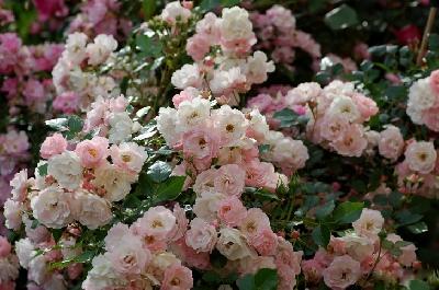 ���� ����������