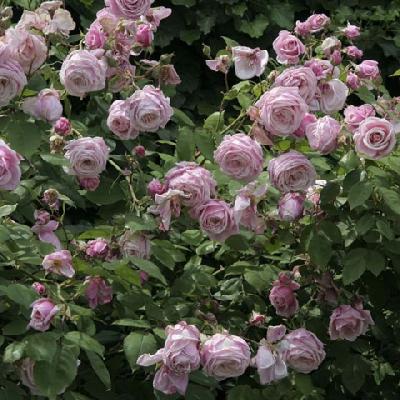 Блоссомтайм