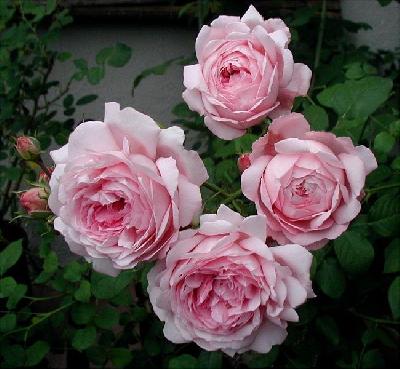 ���� �� ���