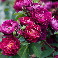 Штамб Кардинал Хьюм