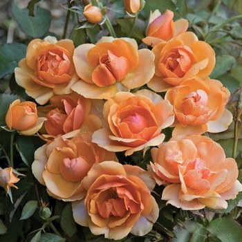 Зе Лак Эссендин