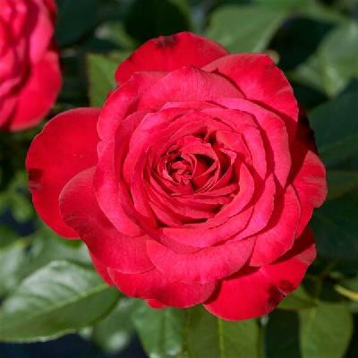 Ренессанс Бирте Кьер