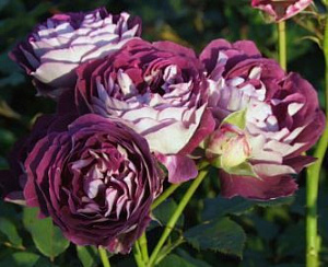 �����������  ����� �������