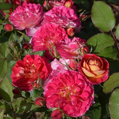 Лес Пот дэ Бедрос