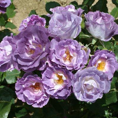 ��� �� �