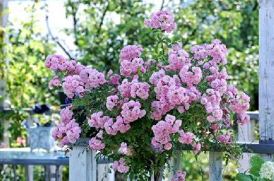 Штамб Хевенли Пинк