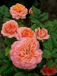 Априкот Сенсейшн