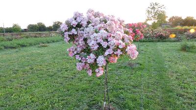 Штамб Баллерина