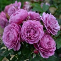 Александра Давид-Нэль