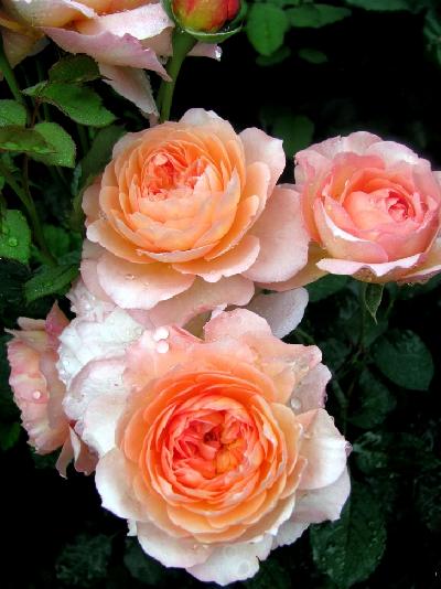 Андрэ Тюрка