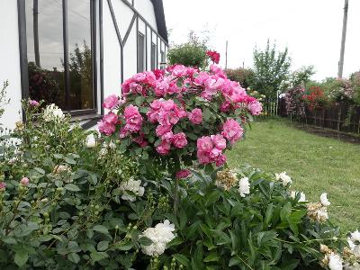 Штамб Анжела