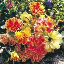 ��� ������